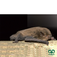 گونه خفاش پی پیسترل کوتوله  Soprano Pipistrelle